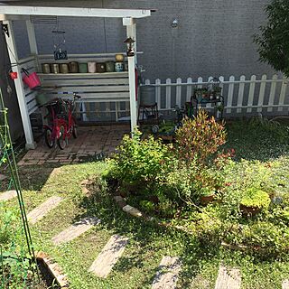 ベッド周り/ヒメイワダレソウ/自転車置き場DIY/ガーデン/DIYのインテリア実例 - 2016-06-21 16:14:05