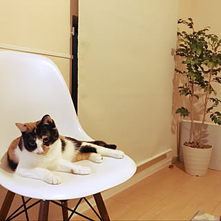 猫との暮らし/無印良品/IKEA/一人暮らし/1K...などのインテリア実例 - 2020-02-21 07:47:40