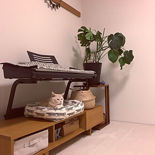 棚/サイドテーブル/観葉植物のある暮らし/nekonomamaさんの猫ベッド/キーボード...などのインテリア実例 - 2019-04-21 20:11:41