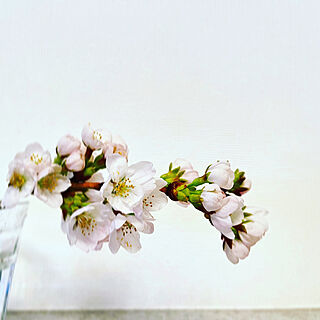 桜の花/シンプル/北欧テイスト/ホワイト×グレー/ワンルーム...などのインテリア実例 - 2022-03-25 12:52:13