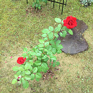 草取りしました/むし暑い湿度72%/雨降ったりやんだり27°/レッドクイーン(ドイツ)/梅雨入りしました...などのインテリア実例 - 2020-06-16 14:42:54