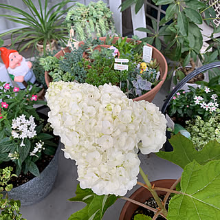 ふなっしーを探せ←/紫陽花/多肉植物/ダイソー/みなさんとの出会いに感謝♡...などのインテリア実例 - 2021-05-28 09:50:20