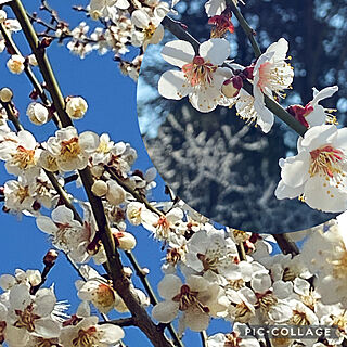 うめのはな/春の香り/春の空/梅の花が咲いてます/梅の花のインテリア実例 - 2023-03-11 08:42:16