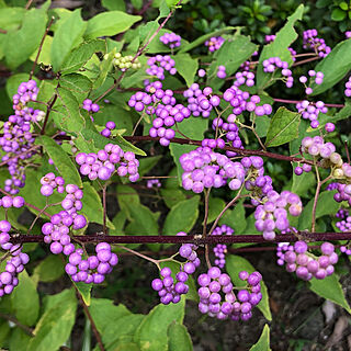 紫色/ムラサキシキブ/庭の花/いいね！ありがとうございます♪/季節を感じる暮らし...などのインテリア実例 - 2019-09-17 11:04:51