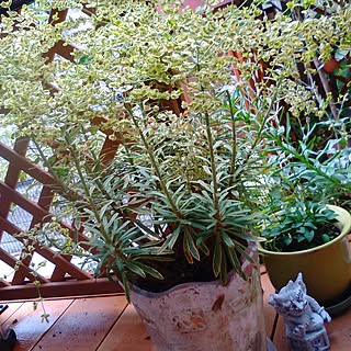 机/DIY/愛犬/植物のある暮らし/道ばた...などのインテリア実例 - 2017-07-04 11:40:43