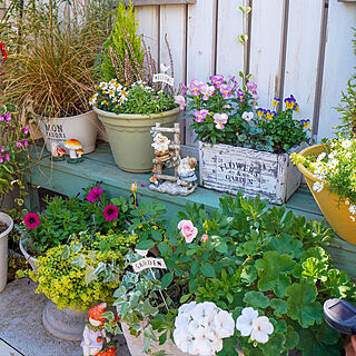 ガーデン雑貨/ミニバラ/花のある暮らし/花の寄せ植え/花は癒し...などのインテリア実例 - 2019-11-05 08:31:50