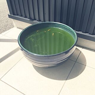 玄関/入り口/メダカどんだけ増やす気なんだ/建売住宅/子育て中/こどもと暮らす。...などのインテリア実例 - 2016-05-17 13:28:04