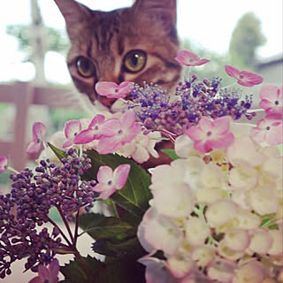 梅雨を楽しく/紫陽花/ねこと暮らす。/花のある暮らし/キジトラ...などのインテリア実例 - 2020-05-10 20:48:05