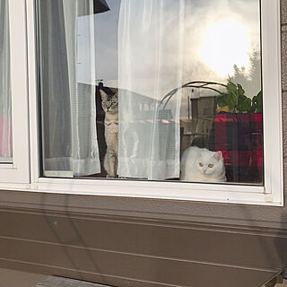 窓と猫の物語2021withYKKAP/猫と暮らす/猫と窓/春先の写真/ペット周り...などのインテリア実例 - 2021-11-12 20:01:54