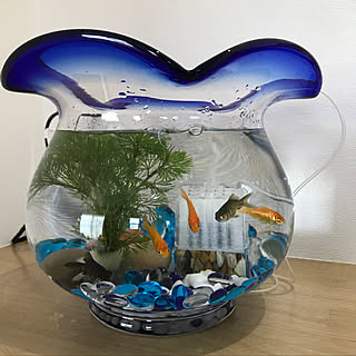 机/金魚/模様替え/金魚鉢のインテリア実例 - 2018-08-05 14:36:21