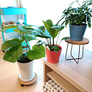 玄関/入り口/新商品買ったよ！/コメントお気遣いなく♡/スッキリ暮らしたい/観葉植物...などのインテリア実例 - 2020-03-02 13:22:41