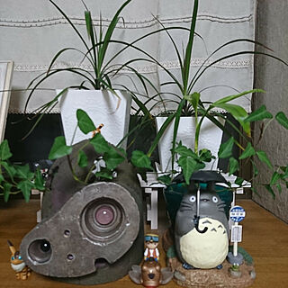 観葉植物/ジブリのインテリア実例 - 2018-03-14 22:09:00