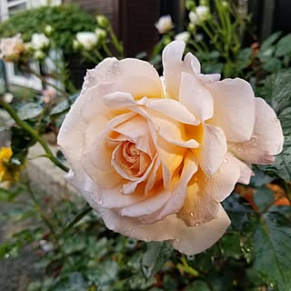 玄関/入り口/バラ/花のある暮らし/今朝の薔薇たち/雨上がりの朝のインテリア実例 - 2024-05-08 07:42:26