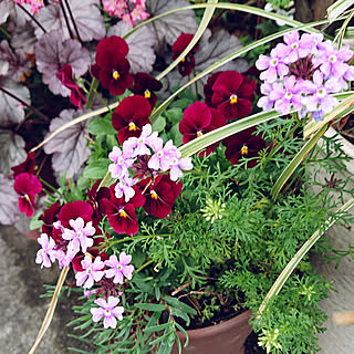 玄関/入り口/寄せ植え/庭/RCの皆さまに感謝♡/植物のある暮らし...などのインテリア実例 - 2021-04-29 15:16:01