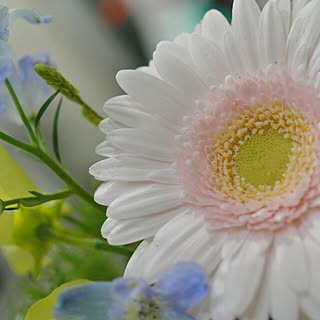 バス/トイレ/花/花のある暮らし/植物のインテリア実例 - 2016-06-07 19:12:03