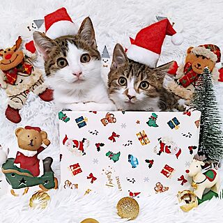 リビング/クリスマス/猫と暮らす家/ねこのいる日常/ねこと暮らす...などのインテリア実例 - 2023-12-21 14:46:14