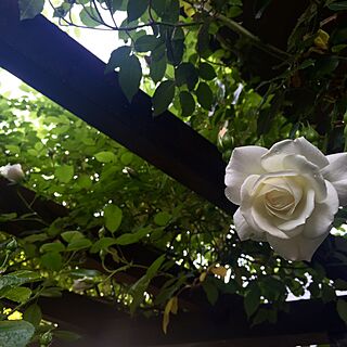 玄関/入り口/アイスバーグ/ガーデニング/薔薇/薔薇が好き...などのインテリア実例 - 2016-05-01 07:36:25