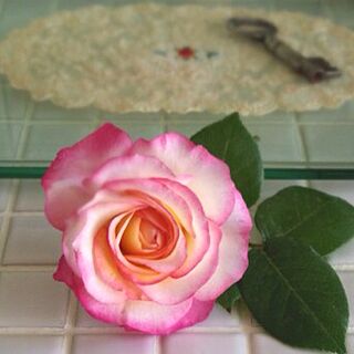 棚/薔薇/庭のお花/古いもの/MRのインテリア実例 - 2013-05-09 14:42:22