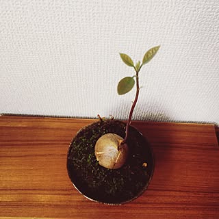 机/観葉植物のインテリア実例 - 2016-09-17 10:48:44