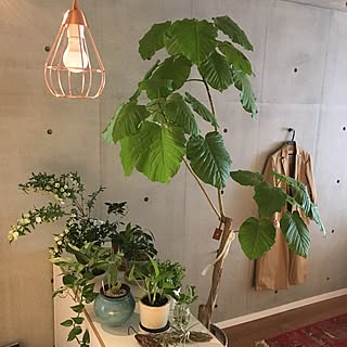 棚/植物のある暮らし/ワンルーム/一人暮らし/観葉植物...などのインテリア実例 - 2017-04-02 09:52:04