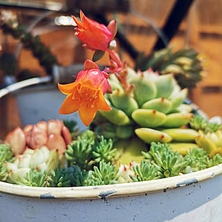 玄関/入り口/多肉植物/多肉ちゃん/多肉植物が好き/多肉植物のある暮らし...などのインテリア実例 - 2020-04-29 15:03:49