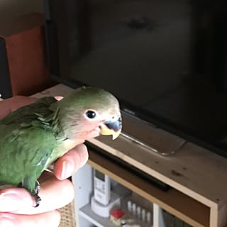 部屋全体/インコとまってます！/インコも暮らす家のインテリア実例 - 2016-06-16 13:54:57