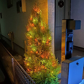 イルミネーションライト/ゴールドクレスト/クリスマスツリー/玄関/入り口のインテリア実例 - 2020-12-08 12:11:48