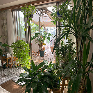 私の部屋作り/ベランダでのんびり過ごす/ボタニカルライフ/観葉植物に癒やされてます✮/観葉植物のある暮らし...などのインテリア実例 - 2022-02-03 10:29:57