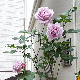 部屋全体/薔薇のある暮らし/5月の庭/お庭のお花♡/しょくぶつのある暮らし...などのインテリア実例 - 2021-05-13 10:55:00