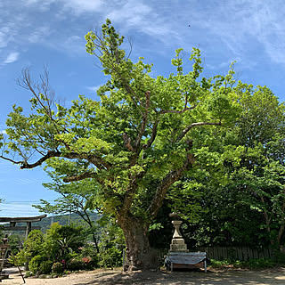 わたしの休日のすごし方/プチ贅沢/季節を楽しむ暮らし/部屋全体のインテリア実例 - 2023-05-24 20:03:09