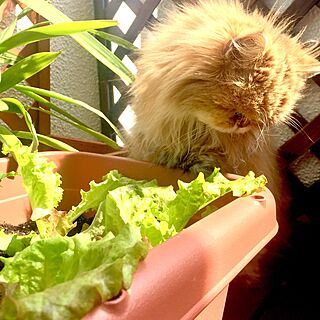 プチ家庭菜園/ベランダ/植物と暮らす/ネコと暮らす/ガーデニングのインテリア実例 - 2017-04-30 20:19:50