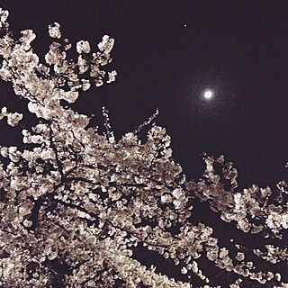 壁/天井/お花見の帰り道/春/夜桜/桜...などのインテリア実例 - 2015-03-30 00:35:00