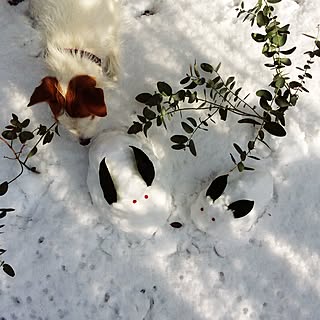 玄関/入り口/庭に雪うさぎ.:*✧/ワンコは家族♡/おはようございます⑅◡̈* ❁/毎日がHappy♡...などのインテリア実例 - 2016-01-20 10:43:07