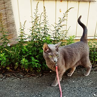 玄関/入り口/ロシアンブルー/らんちゃん/お散歩中/ねこのいる日常...などのインテリア実例 - 2016-10-16 09:21:31