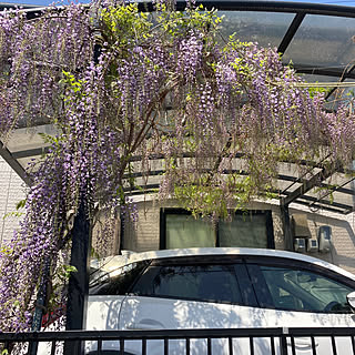 藤の花咲きました/何時もありがとうございます/戸建て/見て頂き感謝です♪/積水ハウス鉄骨造...などのインテリア実例 - 2023-04-10 17:58:45