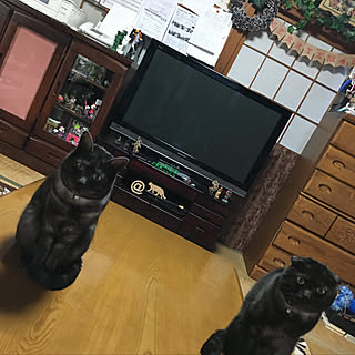 部屋全体/2017.11.29/いつもいいねありがとうございます♡/猫と暮らす家/築50年以上...などのインテリア実例 - 2017-11-29 08:52:11