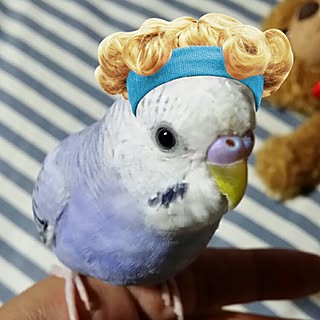 ベッド周り/セキセイインコ/賃貸でも楽しく♪/インコと暮らす家/自己満足でごめんなさい(^◇^;)...などのインテリア実例 - 2016-10-24 23:00:41