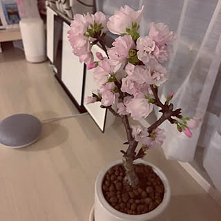 リビング/さくら/グーグルホーム/盆栽のインテリア実例 - 2018-03-15 21:07:48