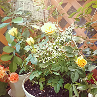 リビング/バラ/黄色い薔薇/狭いベランダ/花のある暮らし...などのインテリア実例 - 2019-05-22 22:39:55