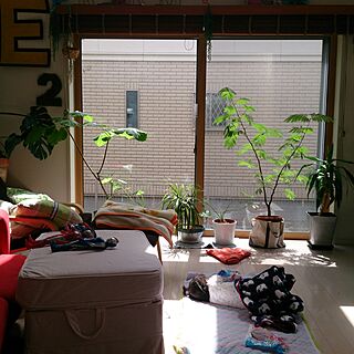 秘書2号/IKEA/こどもと暮らす。/観葉植物/リビングのインテリア実例 - 2016-04-22 10:32:51
