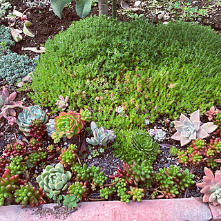 スワッグ作り/アロマのある暮らし/花のある暮らし/観葉植物/ハンドメイド...などのインテリア実例 - 2022-04-17 05:46:56