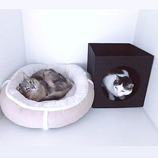 猫ベッド/IKEA/猫と暮らす/猫/北欧...などのインテリア実例 - 2019-05-27 18:44:54