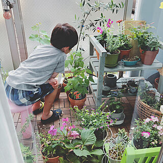 窓越しのグリーン/子供と暮らす。/ベランダガーデニング/花のある暮らし/植物のある暮らし...などのインテリア実例 - 2021-06-01 16:05:35