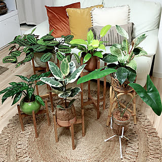 Indoor Green Style/indoorplants/indoorjungle/indoor green/インテリア...などのインテリア実例 - 2020-12-16 17:16:08