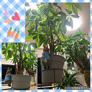 くつろぎ時間/観葉植物/グリーン/ピーターラビットガーデンカフェ/カフェ風...などのインテリア実例 - 2022-11-22 18:57:40