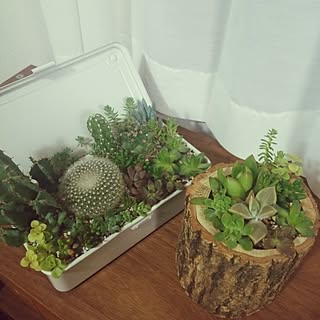 棚/多肉植物/多肉寄せ植え/無印良品/多肉初心者...などのインテリア実例 - 2016-09-02 20:13:18