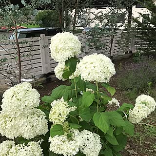 玄関/入り口/ボーダーフェンス/アナベル/おはようございます✩.*˚/長野県...などのインテリア実例 - 2017-07-06 07:30:58