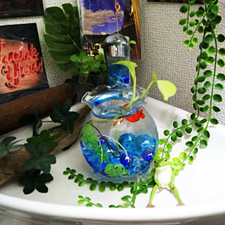 バス/トイレ/植物のある暮らし/無言フォローすいません/無言フォロー大歓迎！/カエル...などのインテリア実例 - 2017-09-22 20:15:04