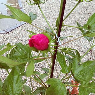 庭/つぼみ/お花のインテリア実例 - 2013-07-04 17:50:40