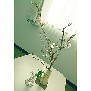 季節を楽しむ暮らし/桜の枝/春を先取り/おうちお花見/贅沢な時間...などのインテリア実例 - 2021-02-04 14:36:01